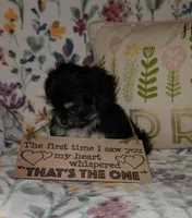 Carmella, a female Chihuahua and Shih Tzu for sale in Oronogo, MO – 3 of 8