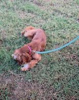 Phoenix , a female Cocker Spaniel for sale in Oronogo, MO – 8 of 9