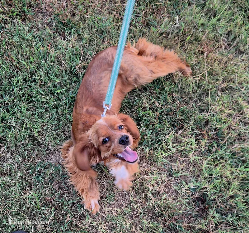 Phoenix  – Cocker Spaniel puppy for sale in Oronogo, MO