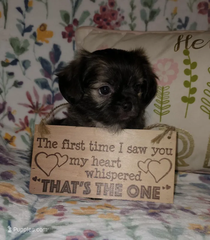 Teddy Bear – Chihuahua, Shih Tzu puppy for sale in Oronogo, MO