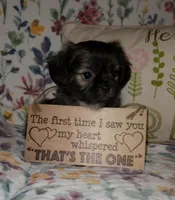 Teddy Bear, a male Chihuahua and Shih Tzu for sale in Oronogo, MO – 1 of 8