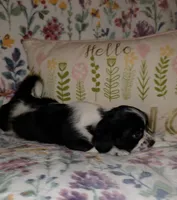 Atlas, a male Chihuahua and Shih Tzu for sale in Oronogo, MO – 4 of 8