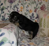 Carmella, a female Chihuahua and Shih Tzu for sale in Oronogo, MO – 5 of 8