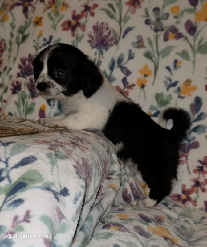 Atlas – Chihuahua, Shih Tzu puppy for sale in Oronogo, MO