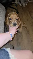 Phoenix , a female Cocker Spaniel for sale in Oronogo, MO – 4 of 9