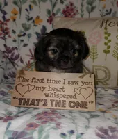Teddy Bear, a male Chihuahua and Shih Tzu for sale in Oronogo, MO – 2 of 8