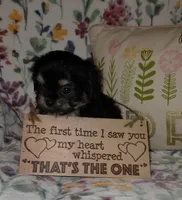 Carmella, a female Chihuahua and Shih Tzu for sale in Oronogo, MO – 2 of 8