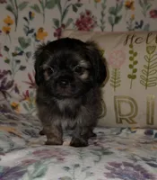 Teddy Bear, a male Chihuahua and Shih Tzu for sale in Oronogo, MO – 7 of 8