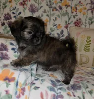 Teddy Bear, a male Chihuahua and Shih Tzu for sale in Oronogo, MO – 5 of 8