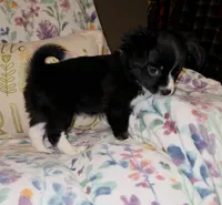 Posie, a female Chihuahua for sale in Oronogo, MO – 5 of 8