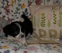 Atlas, a male Chihuahua and Shih Tzu for sale in Oronogo, MO – 6 of 8