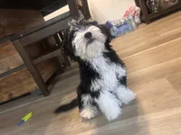 Nova, a female Miniature Labradoodle for sale in Fontana, CA – 4 of 5
