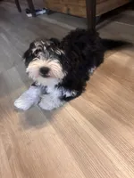 Nova, a female Miniature Labradoodle for sale in Fontana, CA – 5 of 5
