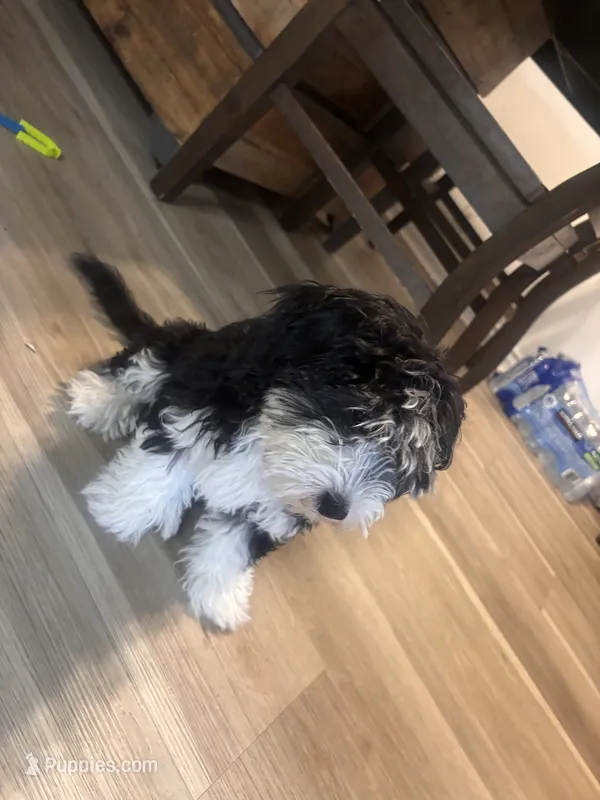 Nova – Miniature Labradoodle puppy for sale in Fontana, CA