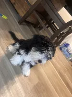 Nova, a female Miniature Labradoodle for sale in Fontana, CA – 1 of 5