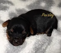 Paisley, a female Yorkshire Terrier for sale in Killeen, TX – Photo 1 of 2