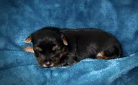 Prũ, a female Yorkshire Terrier for sale in Killeen, TX – Photo 1 of 3