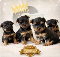 Prũ, a female Yorkshire Terrier for sale in Killeen, TX – Photo 3 of 3