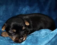 Prũ, a female Yorkshire Terrier for sale in Killeen, TX – Photo 2 of 3