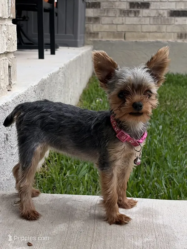 Pint – Yorkshire Terrier puppy for sale in Killeen, TX