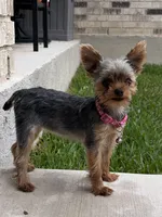 Pint, a female Yorkshire Terrier for sale in Killeen, TX – 1 of 5