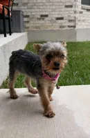 Pint, a female Yorkshire Terrier for sale in Killeen, TX – 3 of 5