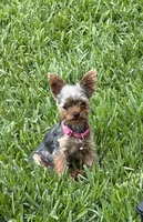 Pint, a female Yorkshire Terrier for sale in Killeen, TX – 2 of 5