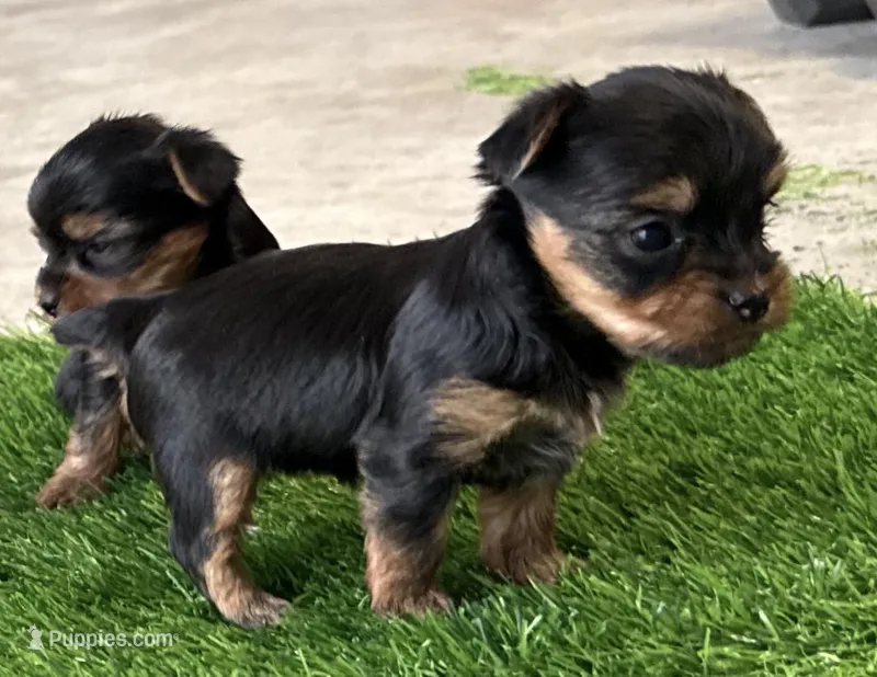 Pint, a female Yorkshire Terrier for sale in Killeen, TX – Photo 1 of 5