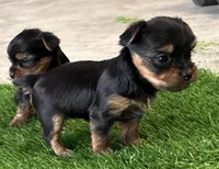 Pint, a female Yorkshire Terrier for sale in Killeen, TX – Photo 1 of 5