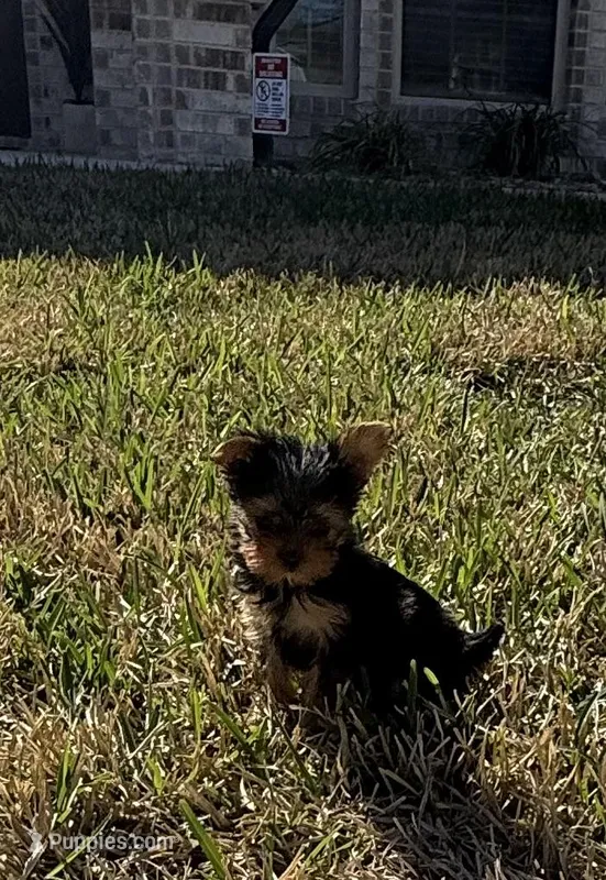 Pint – Yorkshire Terrier puppy for sale in Killeen, TX