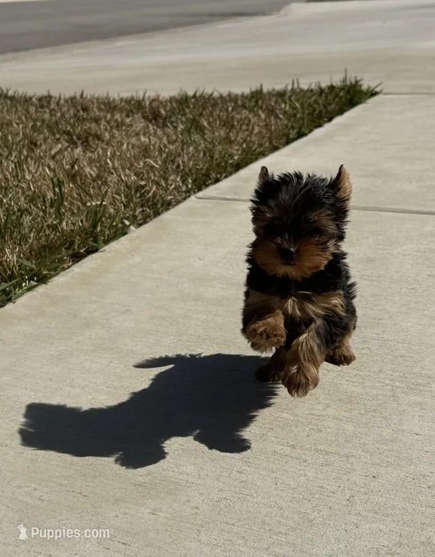 Pint – Yorkshire Terrier puppy for sale in Killeen, TX