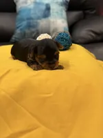 Pint, a female Yorkshire Terrier for sale in Killeen, TX – Photo 5 of 5