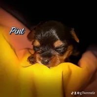 Pint, a female Yorkshire Terrier for sale in Killeen, TX – Photo 3 of 5