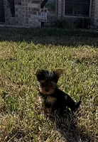 Pint, a female Yorkshire Terrier for sale in Killeen, TX – Photo 2 of 5