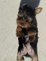 Pint, a female Yorkshire Terrier for sale in Killeen, TX – Photo 5 of 5