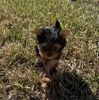Pint, a female Yorkshire Terrier for sale in Killeen, TX – Photo 1 of 5