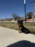 Paisley , a female Yorkshire Terrier for sale in Killeen, TX – Photo 2 of 2