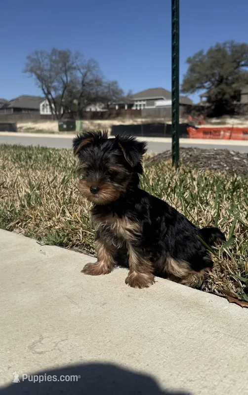 Paisley  – Yorkshire Terrier puppy for sale in Killeen, TX