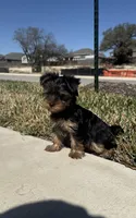 Paisley , a female Yorkshire Terrier for sale in Killeen, TX – Photo 1 of 2