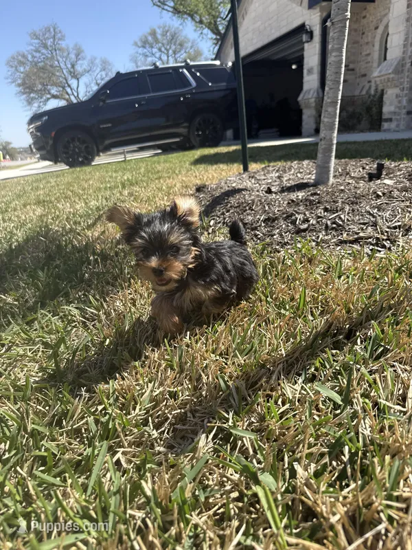 Paisley  – Yorkshire Terrier puppy for sale in Killeen, TX
