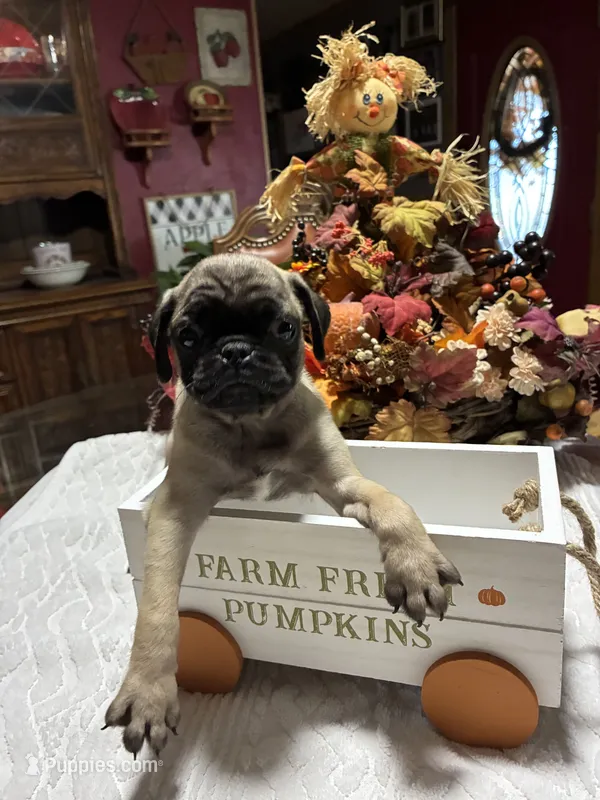Sassy – Pug puppy for sale in Bolivar, MO