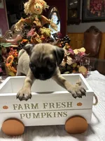 Sassy, a female Pug for sale in Bolivar, MO – 2 of 2