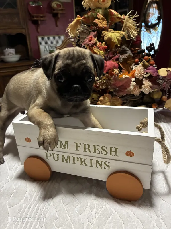 Susie – Pug puppy for sale in Bolivar, MO