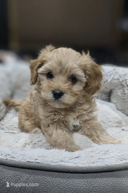 Hawk – Cavapoo puppy for sale in Cañon City, CO