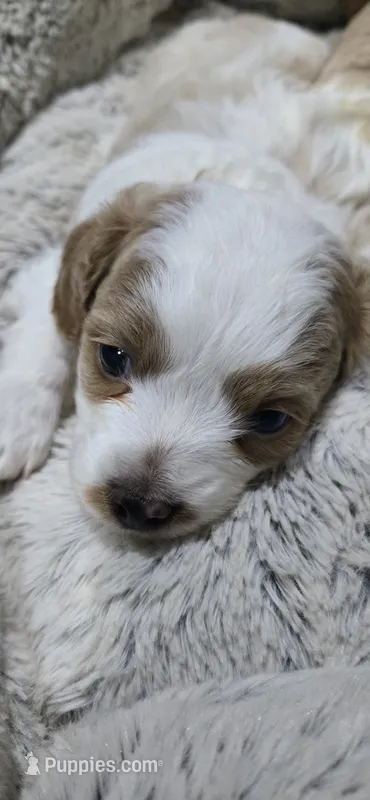 Horton – Cavapoo puppy for sale in Cañon City, CO