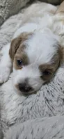 Horton, a male Cavapoo for sale in Cañon City, CO – 1 of 3