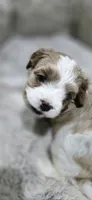 Hal, a male Cavapoo for sale in Cañon City, CO – 2 of 3