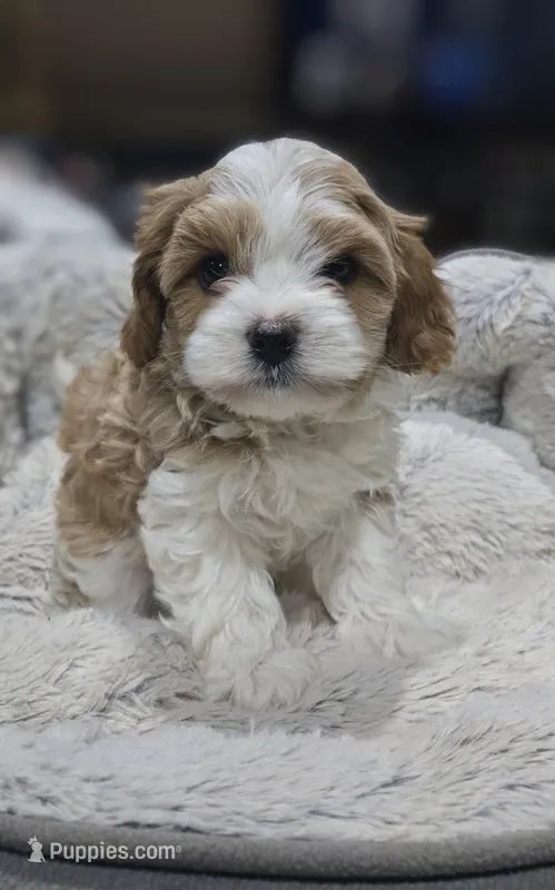 Hal – Cavapoo puppy for sale in Cañon City, CO