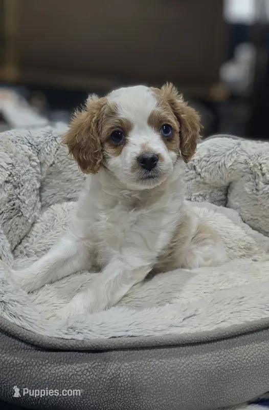 Horton – Cavapoo puppy for sale in Cañon City, CO