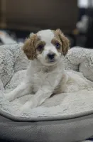 Horton, a male Cavapoo for sale in Cañon City, CO – 1 of 2